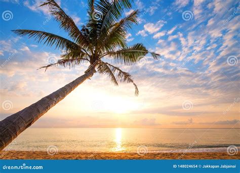 Seascape Of Beautiful Tropical Beach With Palm Tree Stock Photo Image