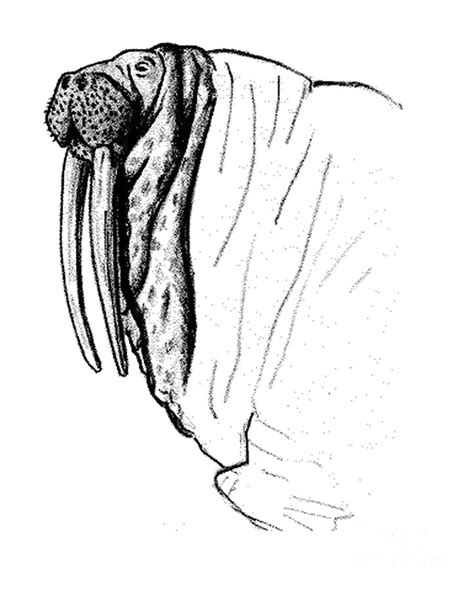 01:20:54 the time has come, the walrus said, to talk of many things. The Time Has Come The Walrus Said Drawing by Art MacKay