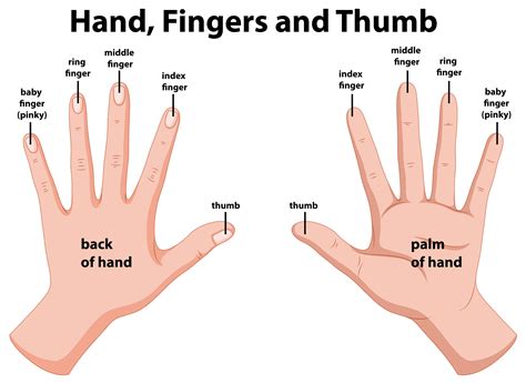 Finger Anatomy Diagram