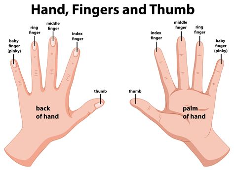 Hand Anatomy Vector Art Icons And Graphics For Free Download