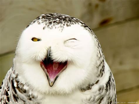 White Wolf 10 Laughing Owls That Will Instantly Make Your Day Better
