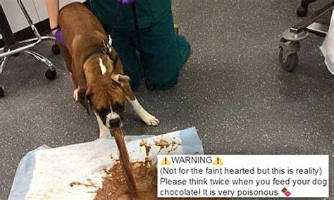 To help treat this, veterinarians will provide care to prevent against dehydration and electrolyte imbalances, dr. Drumahoe Vets shares dog vomiting after eating chocolate ...
