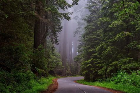 Hiking The Redwood Forest In Humboldt California With Ian Snyder We