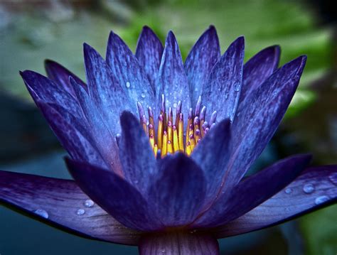 Purple Water Lily Photograph By Joe Carini Fine Art America