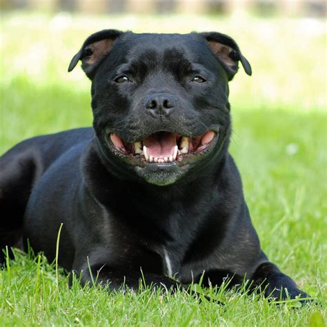 American Staffordshire Terrier | The Dog People by Rover.com