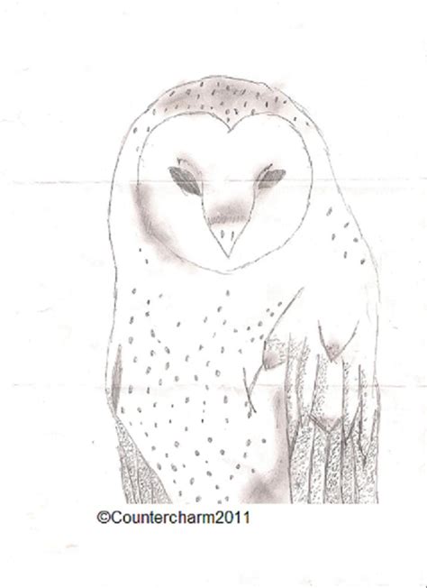 Barn Owl Drawing By Countercharm On Deviantart