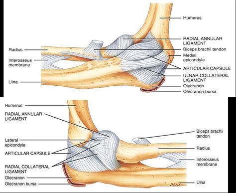 Anatomy Cards Test 1 Elbow Anatomy Joints Anatomy Medical Anatomy