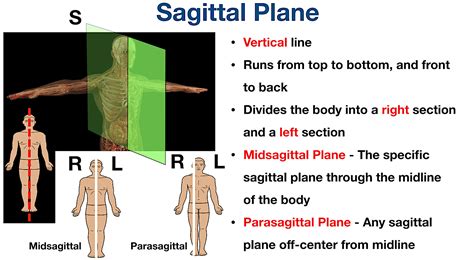 Sagittal Plane Movements