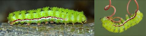Big Green Caterpillars In Ohio
