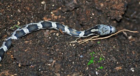 Rattlesnake Education And Awareness Western Fox Snake