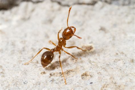 Fire Ants Qld Identification And Treatment Allpro Pest Control