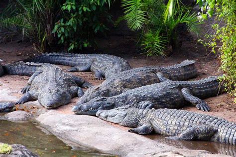 Do Alligators And Crocodiles Live Together