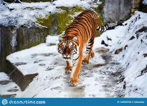 Beautiful Amur Tiger On Snow Tiger In Winter Wildlife
