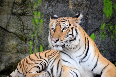 10 Tiger Adaptations Evolutionary Secrets Fauna Facts