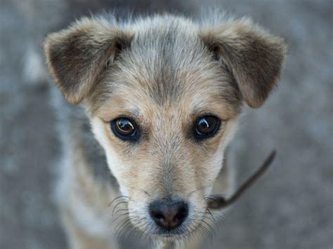 Die korrekte frage lautet also: Spanische Hunde adoptieren: Das müssen Sie beachten