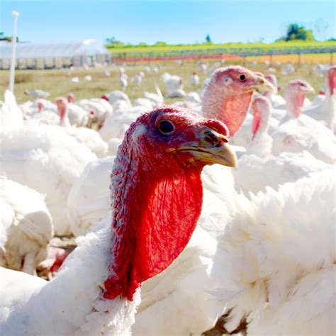 Organic Turkeys Now Available Lancaster Farm Fresh