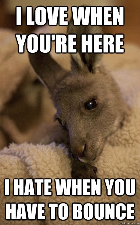 31 Most Funniest Kangaroo Meme S Images And Pictures Picsmine