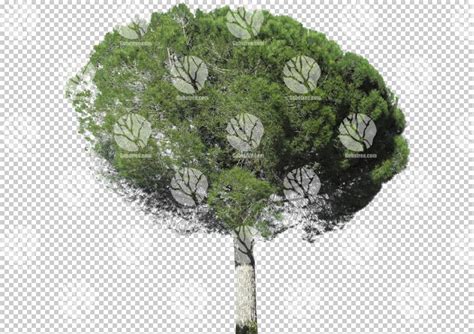 Gobotree Cut Out Of Medium Tree During