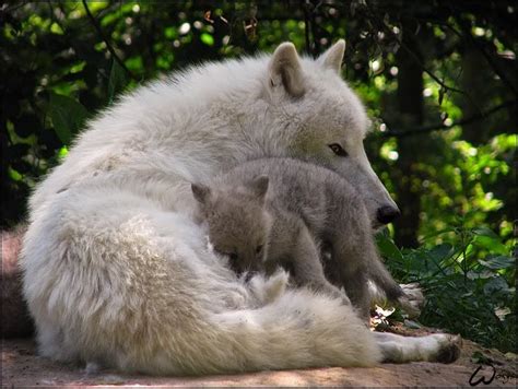 Arctic Wolf Pup Looks For Safety By Father Wolf Pups