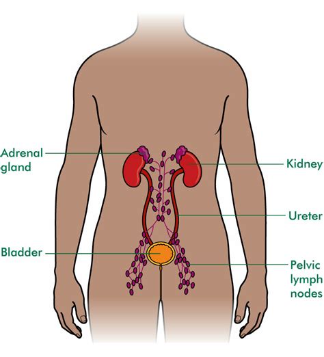 The Lymphatic System And Bladder Cancer Macmillan Cancer Support