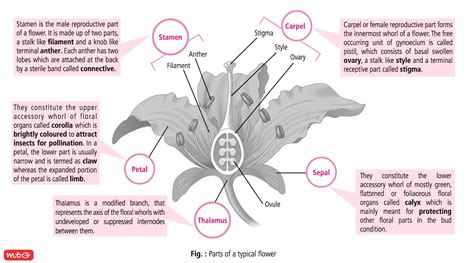 Flower Is The Reproductive Structure Found In Flowering Plants Learn