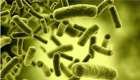 Bacteria Use Sugars To Bind To Human Cells Health News Zee News