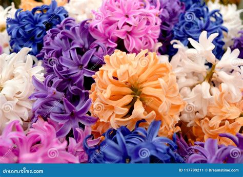Multi Colored Palette Of Hyacinths Stock Image Image Of Closeup