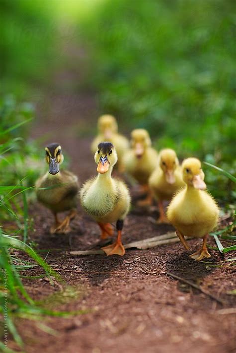 Simple Pleasures — Yellow Duckling Outdoor By Bonaoke
