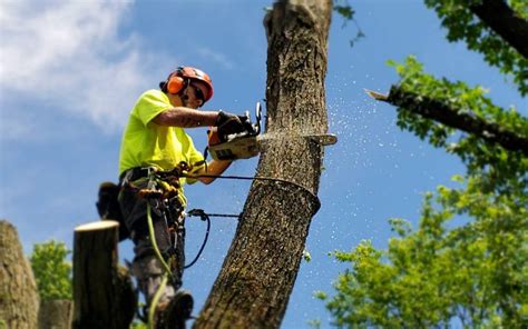 What Are The Different Types Of Tree Trimming Techniques Alpine Home
