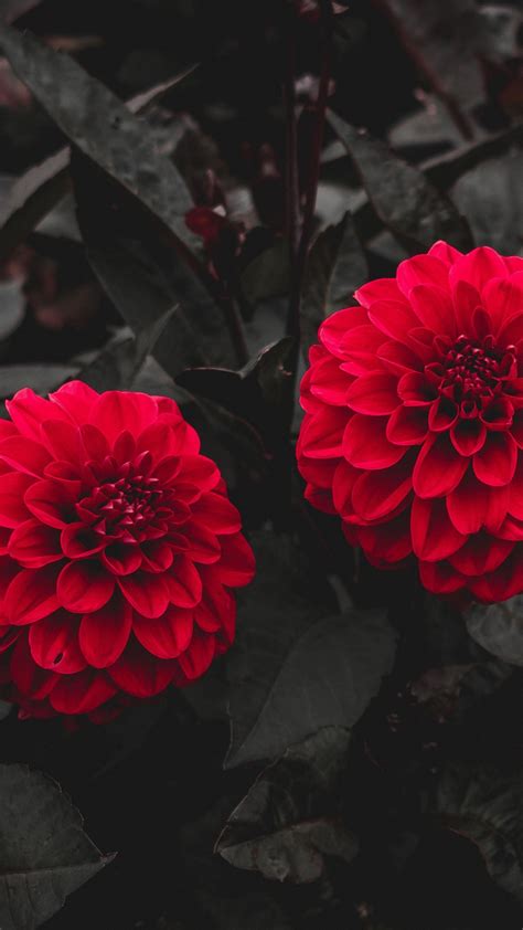 Red Dahlia Buds With Green Leaves 4k Hd Flowers Wallpapers Hd