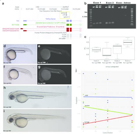 Knockdown Of Flcn In Zebrafish Embryos A Schematic From The UCSC