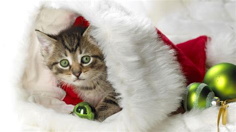 Christmas Cat Wallpaper ·① Wallpapertag