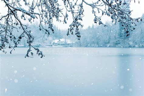 Frozen Lake In Snowy Forest Stock Photo Image Of Landscape Branch
