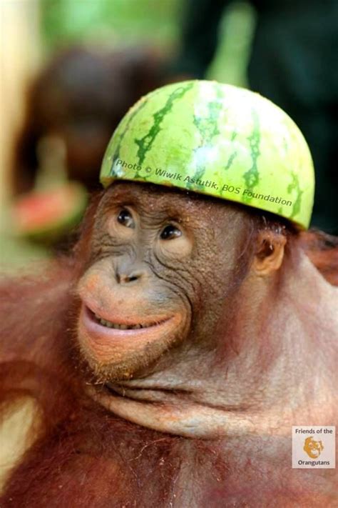 Poser Baby Orangutan Orangutan Cute Animals