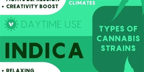 Understanding Indica Vs Sativa Vs Hybrid Cannabis Strains Tcw