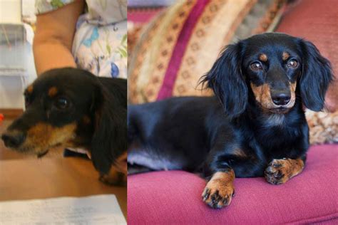 We give each of our litters lots of love, attention, and photography. A Texas Dachshund Rescue Boosts Adoptions With a Little ...