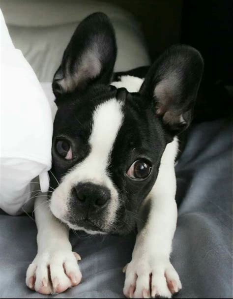 Boston Terrier Puppy Boston Terrier Boston Terrier Puppy Dog Obsessed