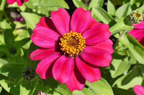We did not find results for: Pink Flowers: 21 Types + Pictures | FlowerGlossary.com
