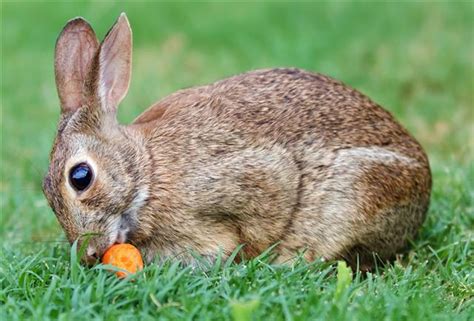 Cottontail Rabbit Facts Pet Ponder