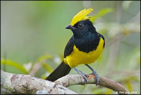 The origin theory of the name sikkim is that it you are reading animals name with images. Nature India Tours: Birding In North-East India (Eaglenest WLS and Nameri Tiger Reserve) Date ...