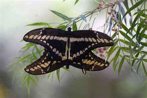 How Saving An Endangered Butterfly Helped Avert A Health Crisis Observer