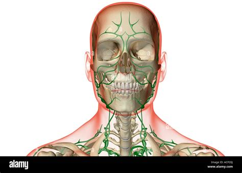 Lymph Nodes Head Neck Hi Res Stock Photography And Images Alamy