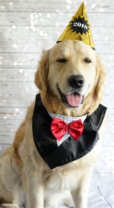 The dog have excellent manners, easily makes and keeps friends, works very hard, and appreciates luxury and the. Golden Wink 2018! Happy New Year - Golden Woofs