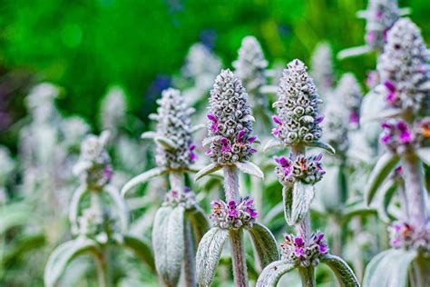 How To Plant And Grow Lambs Ear Stachys Byzantina