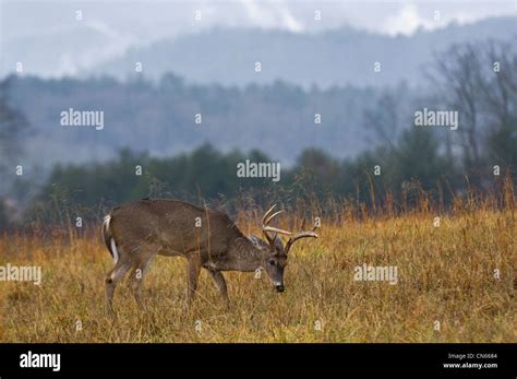 White Tailed Deer Buck In Great Smoky Mountains National Park In Hi Res