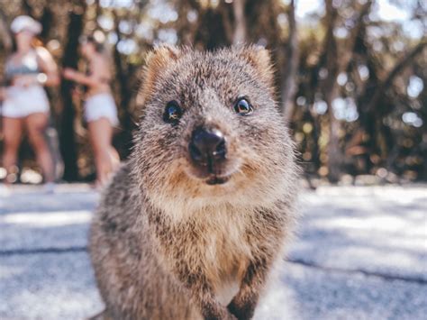 Quokka Top 10 Facts About The Cutest Animal On The Planet Top10hq