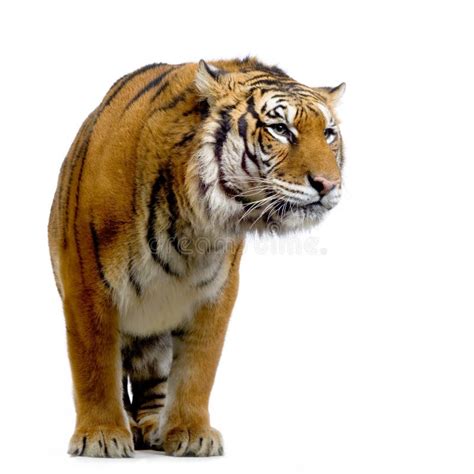 77 Standing Tiger Free Stock Photos Stockfreeimages