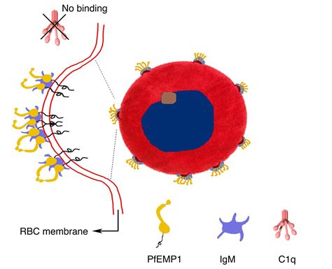 The Malaria Bouquet Image Eurekalert Science News Releases