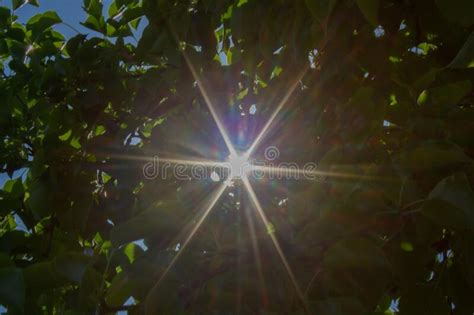 Rays Of Sunlight Breaking Through Leaves Of Apple Tree Stock Image