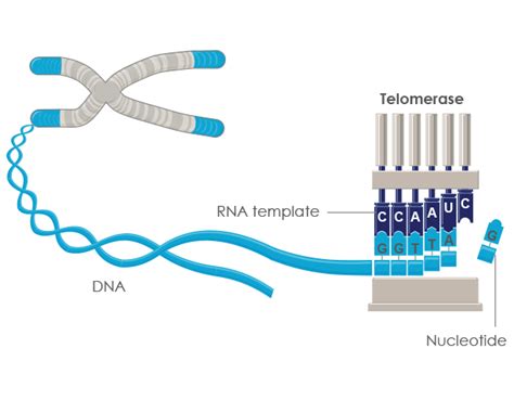Telomeres And Telomerase Explained Defytime®